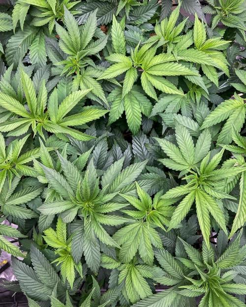 Bubba Kush - CSI. Week 9