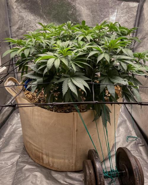Bubba Kush - CSI. Week 9