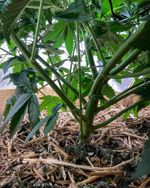 Bubba Kush - CSI. Week 9