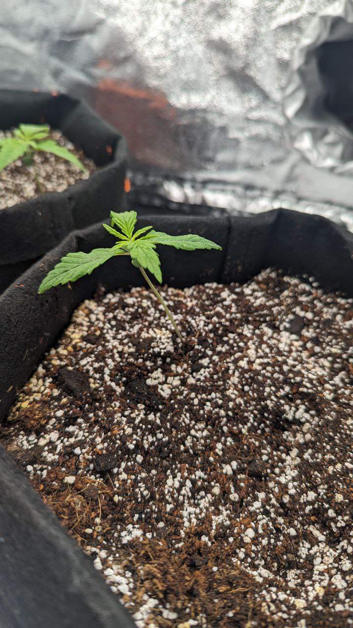 Dutch Passion Auto Orange Bud, Devil's cake auto grow diary (journal