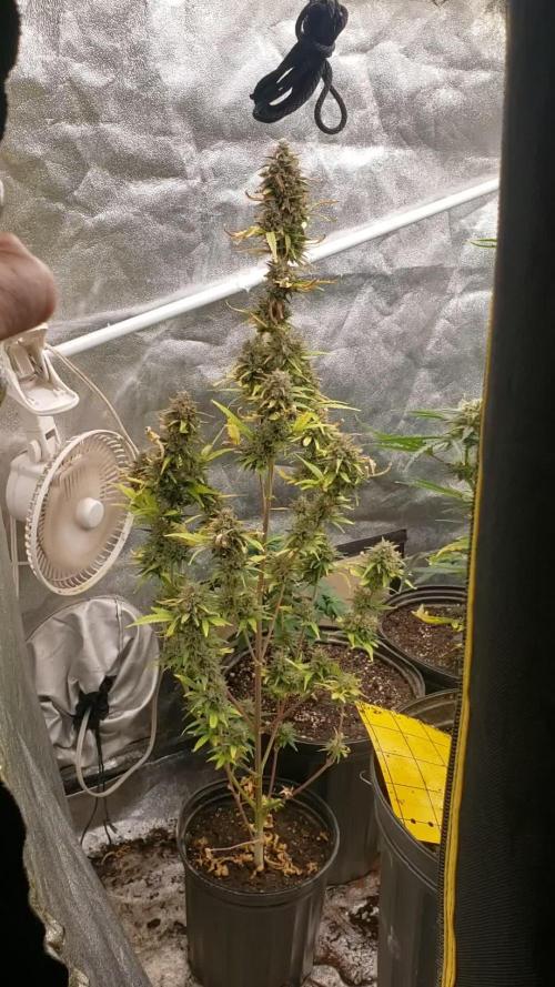 northern skunk (auto)