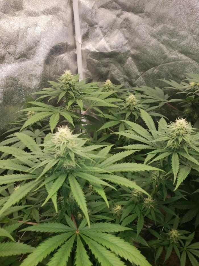 peanut butter herijuana. Week 10