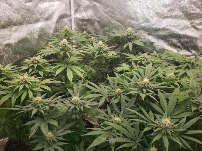 grand daddy purple. Week 10