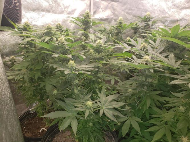 grand daddy purple. Week 10