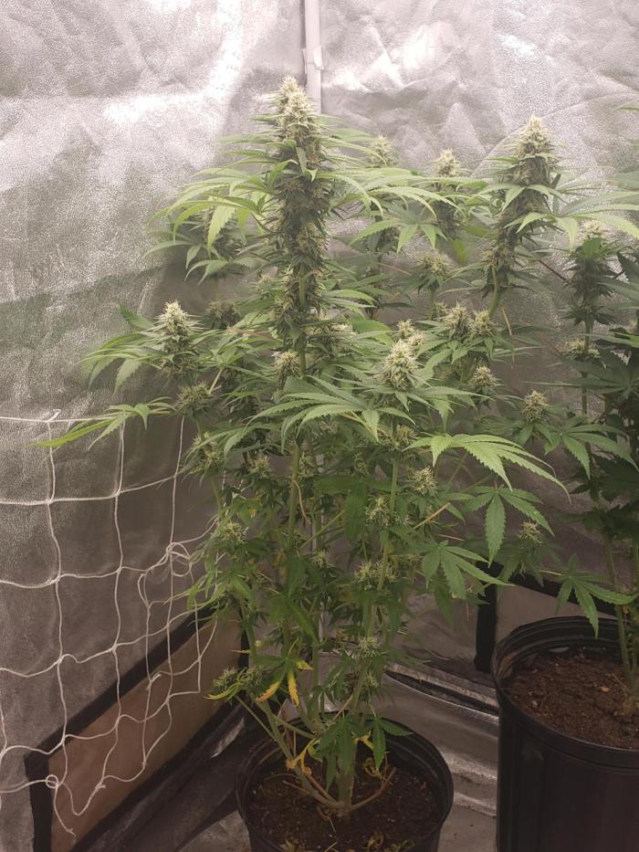 peanut butter herijuana. Week 11