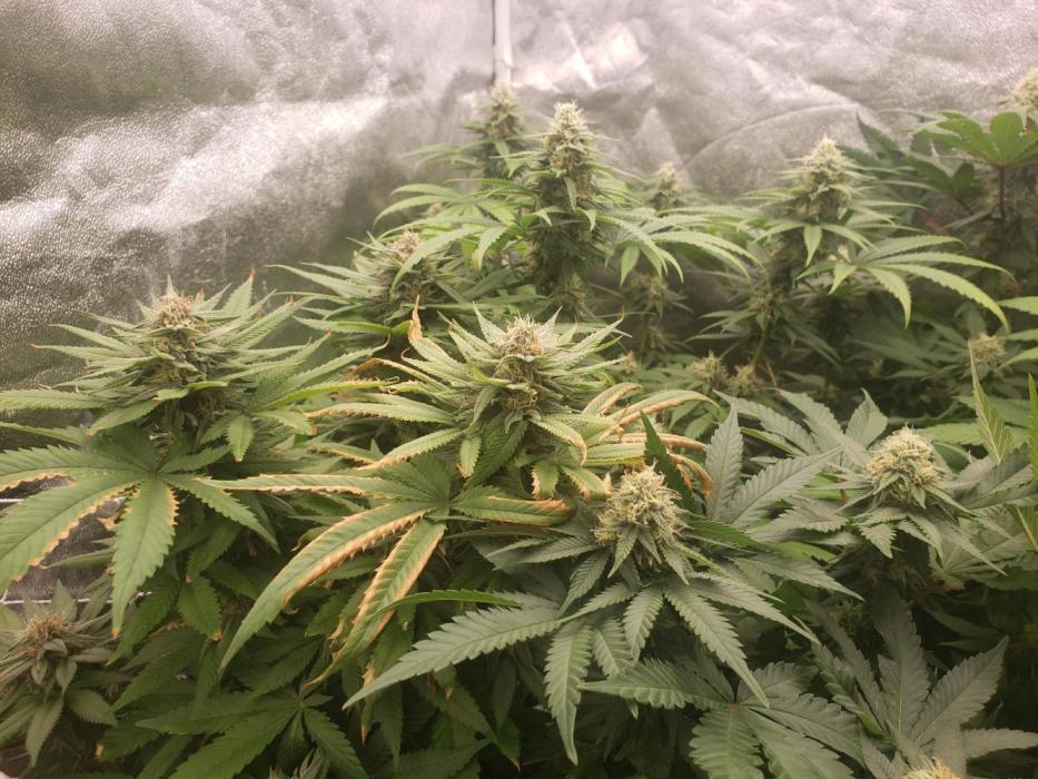 grand daddy purple. Week 11