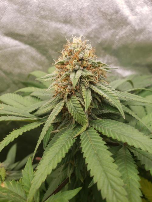 peanut butter herijuana. Week 12