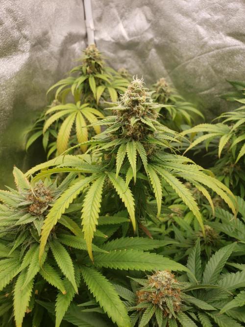 peanut butter herijuana. Week 12