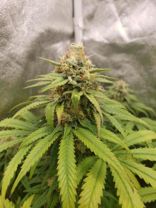 peanut butter herijuana. Week 12