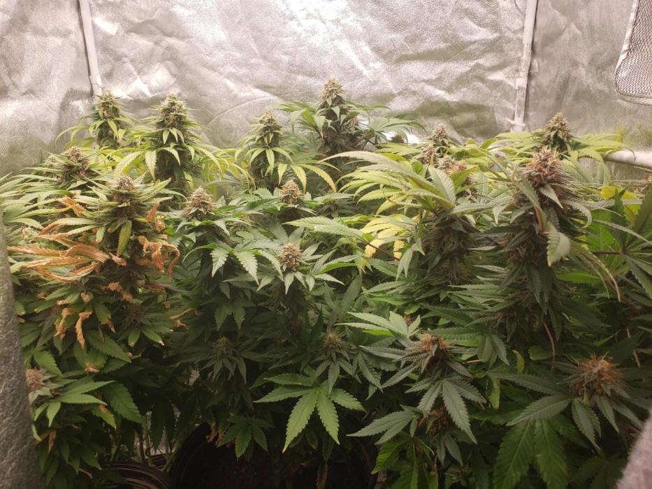 grand daddy purple. Week 12