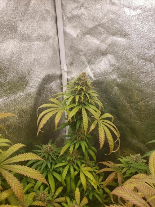 peanut butter herijuana. Week 13