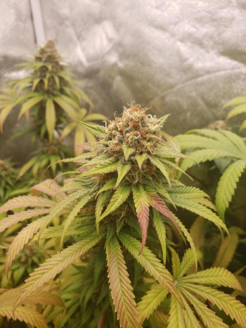 peanut butter herijuana. Week 13