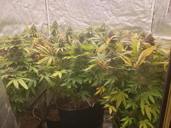 grand daddy purple. Week 13