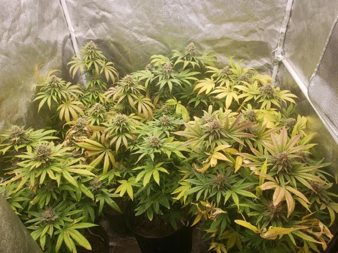 grand daddy purple. Week 13