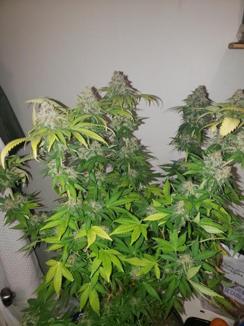 peanut butter herijuana. Week 14