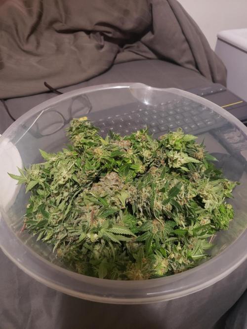 peanut butter herijuana. Week 14