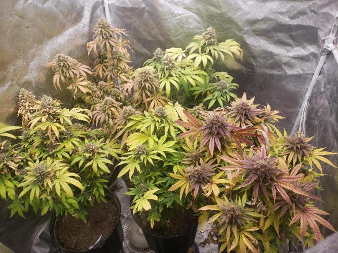 grand daddy purple. Week 15