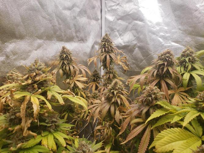 grand daddy purple. Week 15