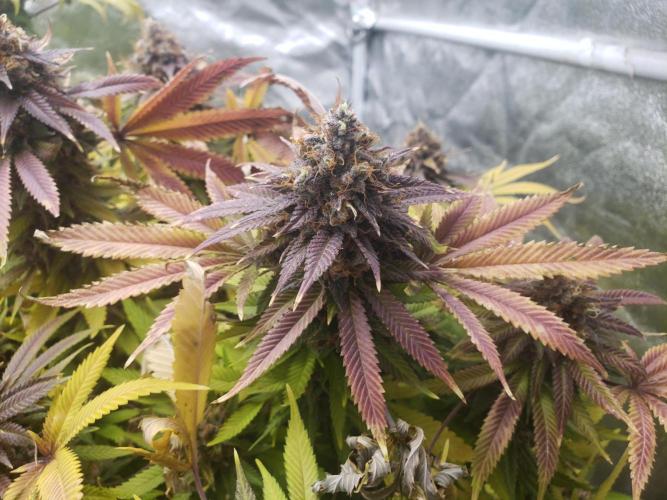 grand daddy purple. Week 15