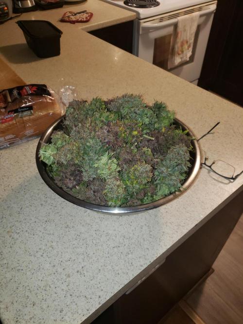 grand daddy purple. Week 16