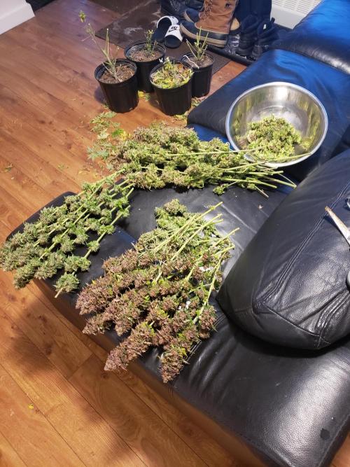 grand daddy purple. Week 16