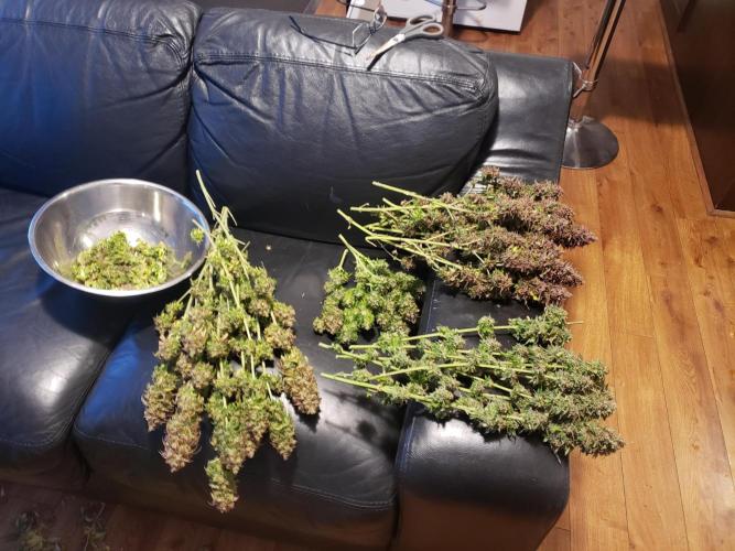 grand daddy purple. Week 16