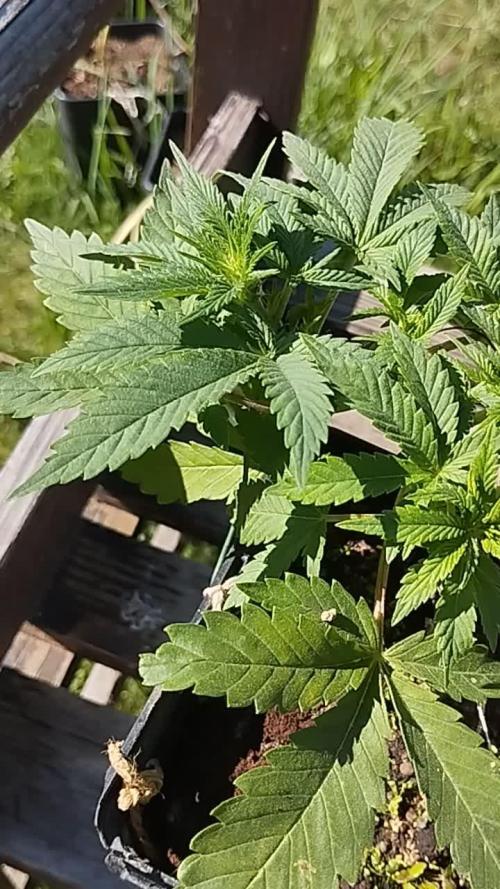Bio Hulk