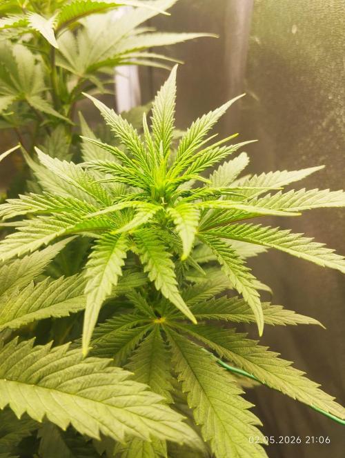 Bubblegum sherbert. Week 2