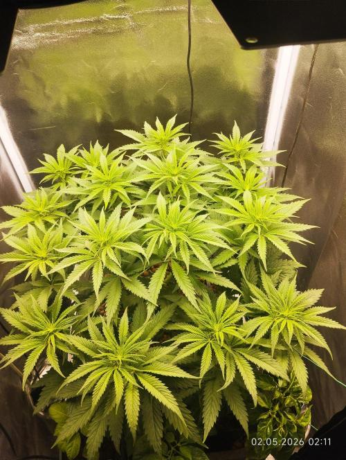 Bubblegum sherbert. Week 2