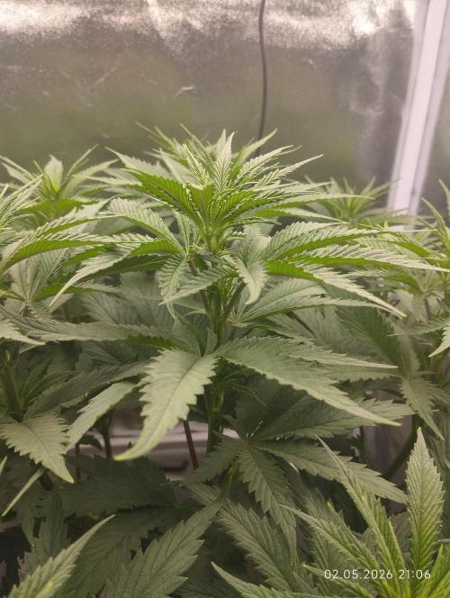 Bubblegum sherbert. Week 2
