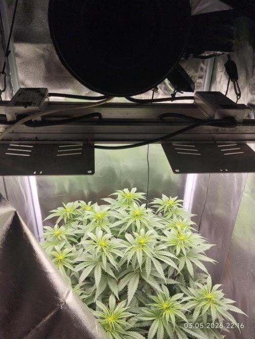 Bubblegum sherbert. Week 2
