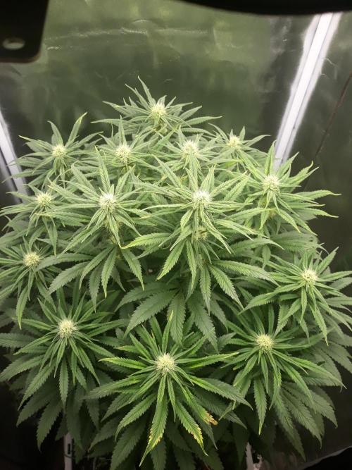 Bubblegum sherbert. Week 4