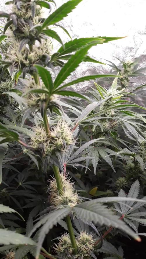 Bubblegum sherbert
