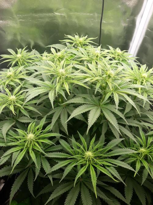 Bubblegum sherbert. Week 3