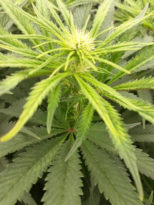 Bubblegum sherbert. Week 3