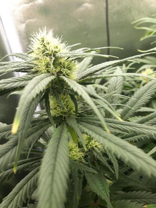 Bubblegum sherbert. Week 4