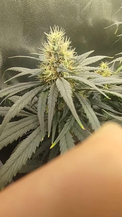 Bubblegum sherbert