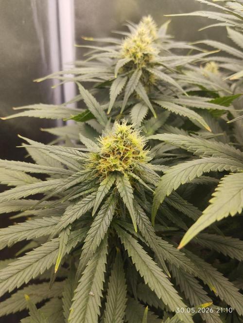 Bubble Gum Sherb. Week 5