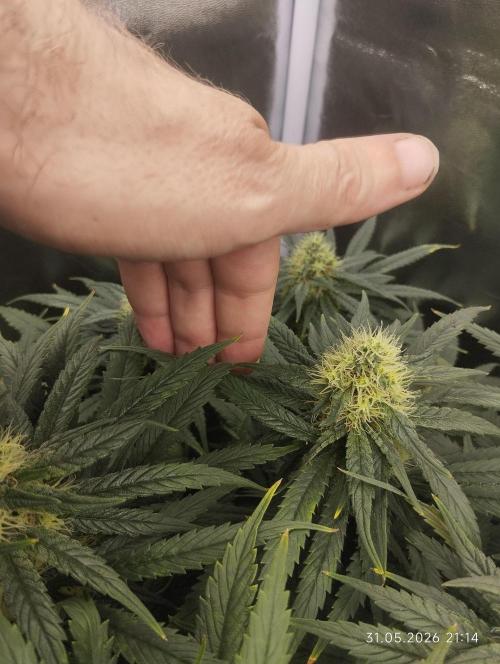 Bubblegum sherbert. Week 6
