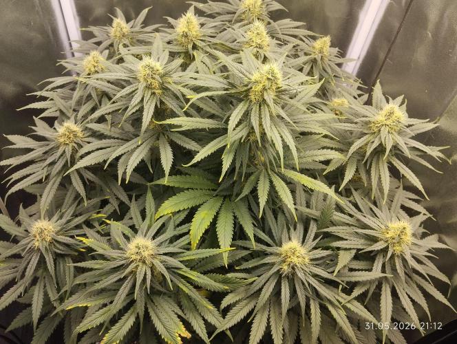 Bubblegum sherbert. Week 6
