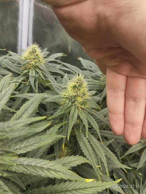 Bubblegum sherbert. Week 6