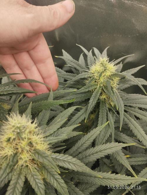 Bubblegum sherbert. Week 6