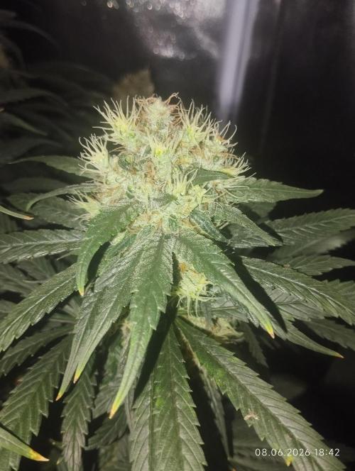 Bubblegum sherbert. Week 7