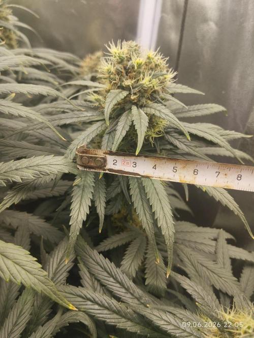 Bubblegum sherbert. Week 7