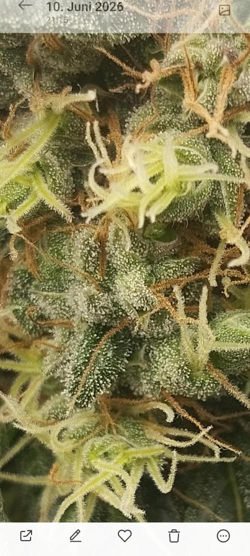Bubblegum sherbert. Week 7