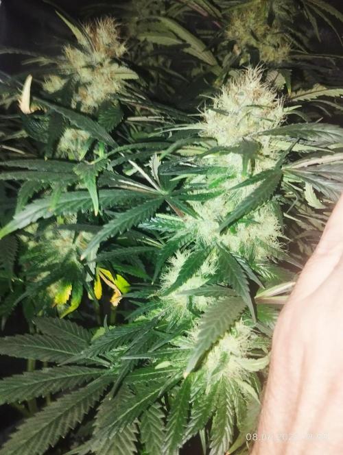 Bubblegum sherbert. Week 7