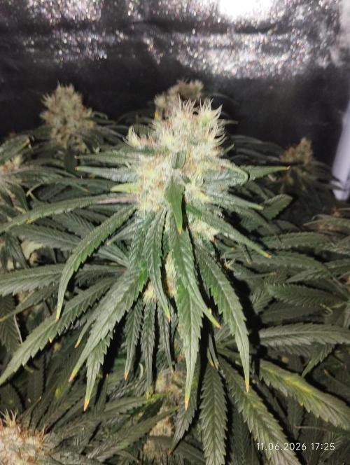 Bubblegum sherbert. Week 7