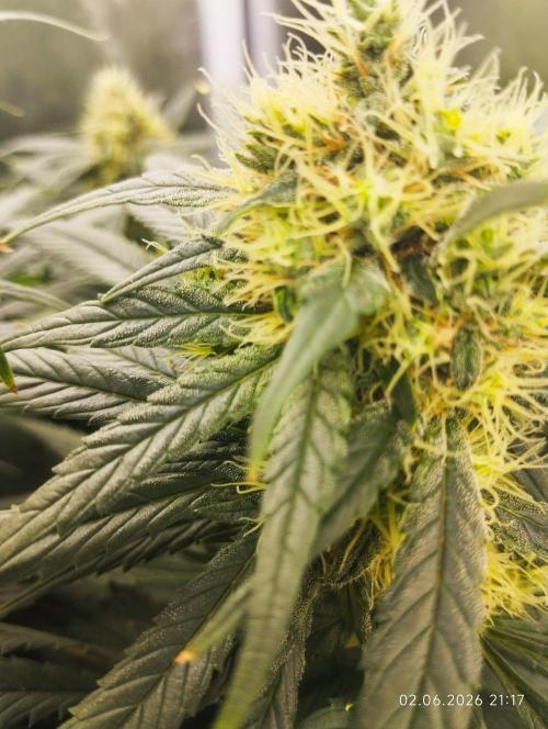Bubblegum sherbert. Week 5