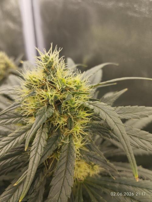 Bubblegum sherbert. Week 5