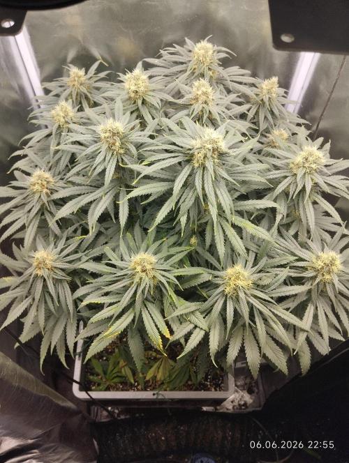 Bubblegum sherbert. Week 7